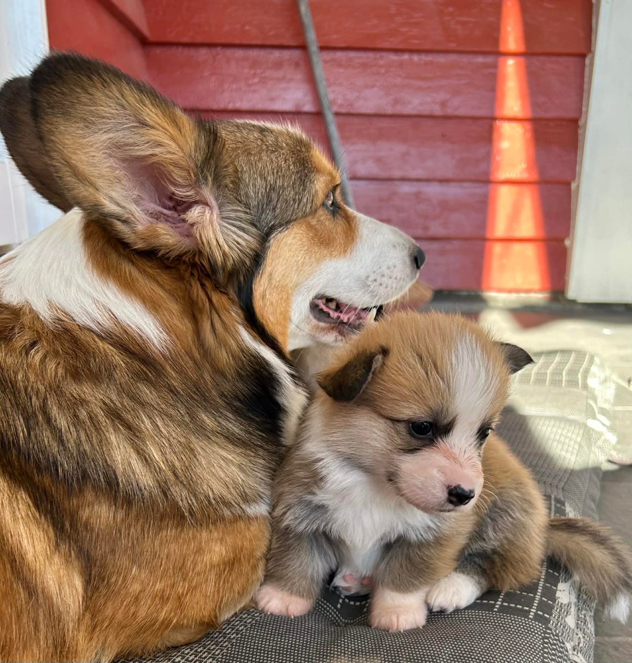 Welsh corgi pembroke