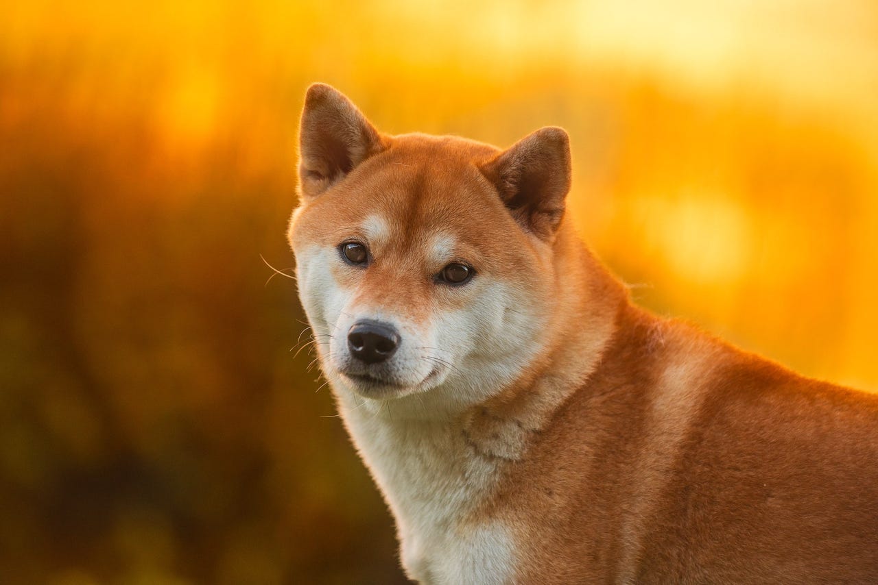 Shiba