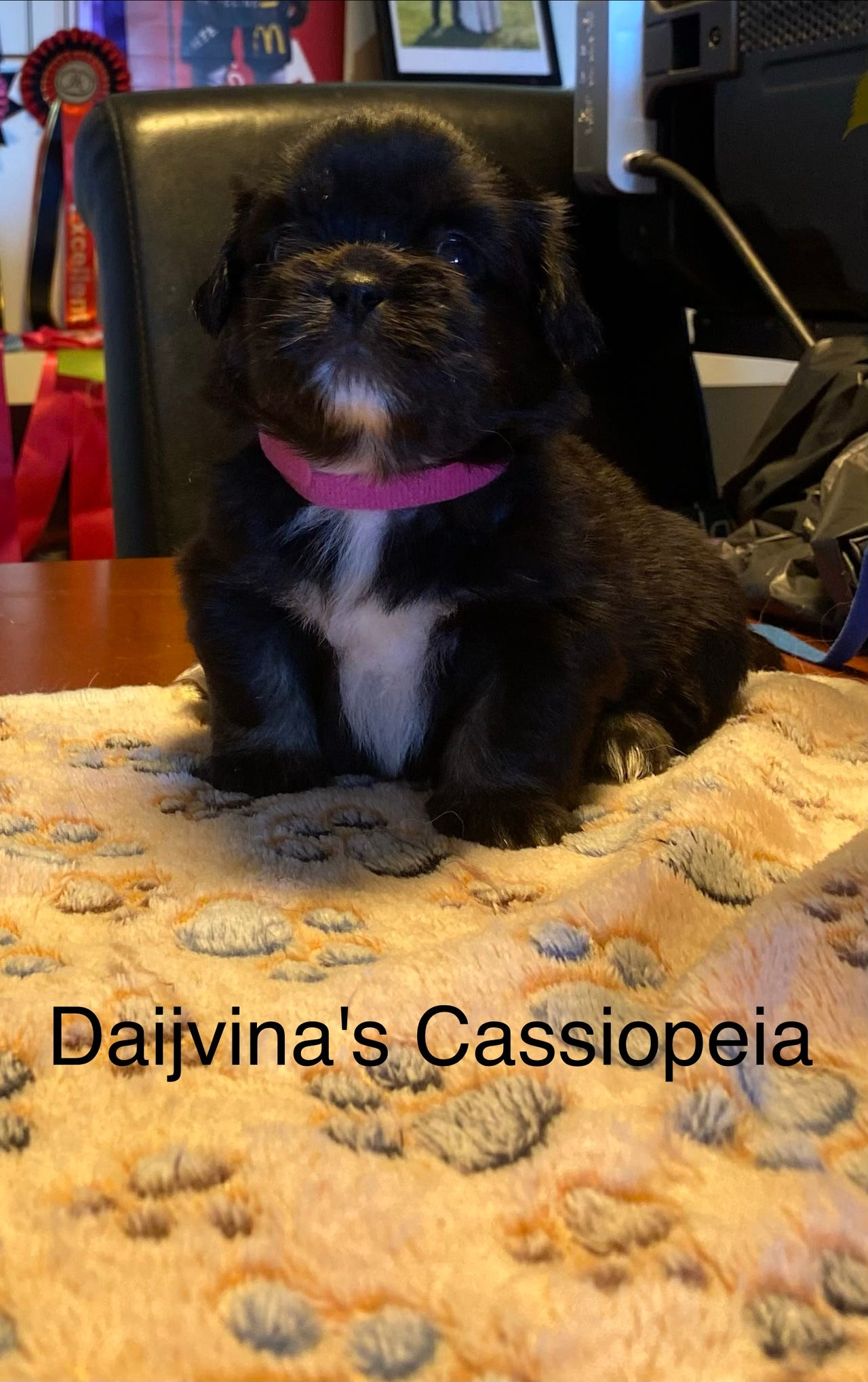 Tibetansk spaniel
