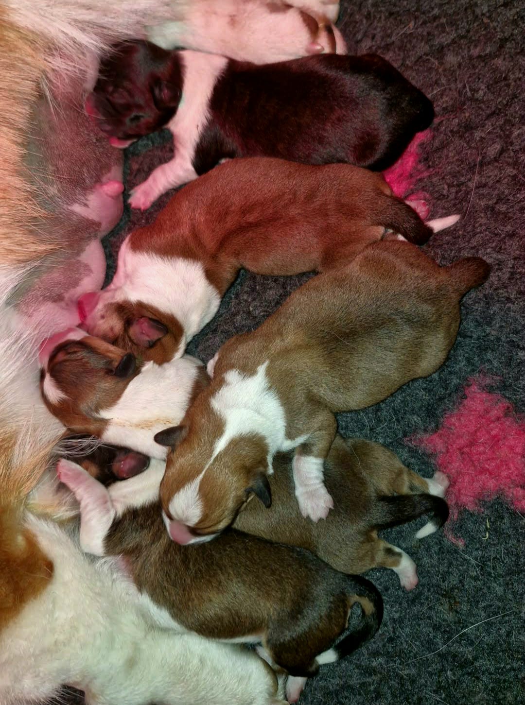 Welsh corgi cardigan