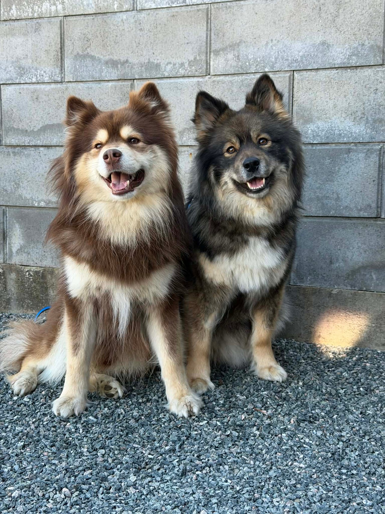 Finsk lapphund