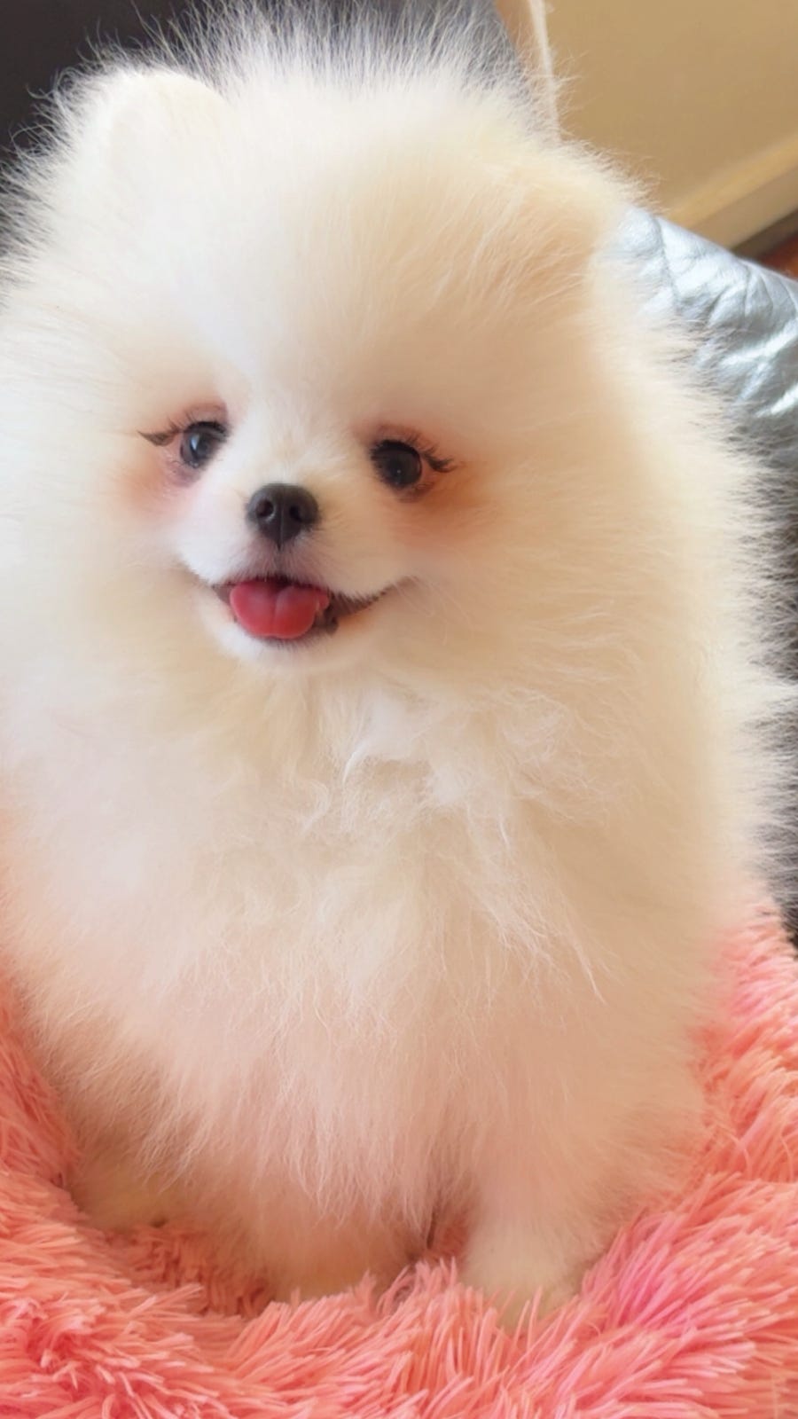 Pomeranian