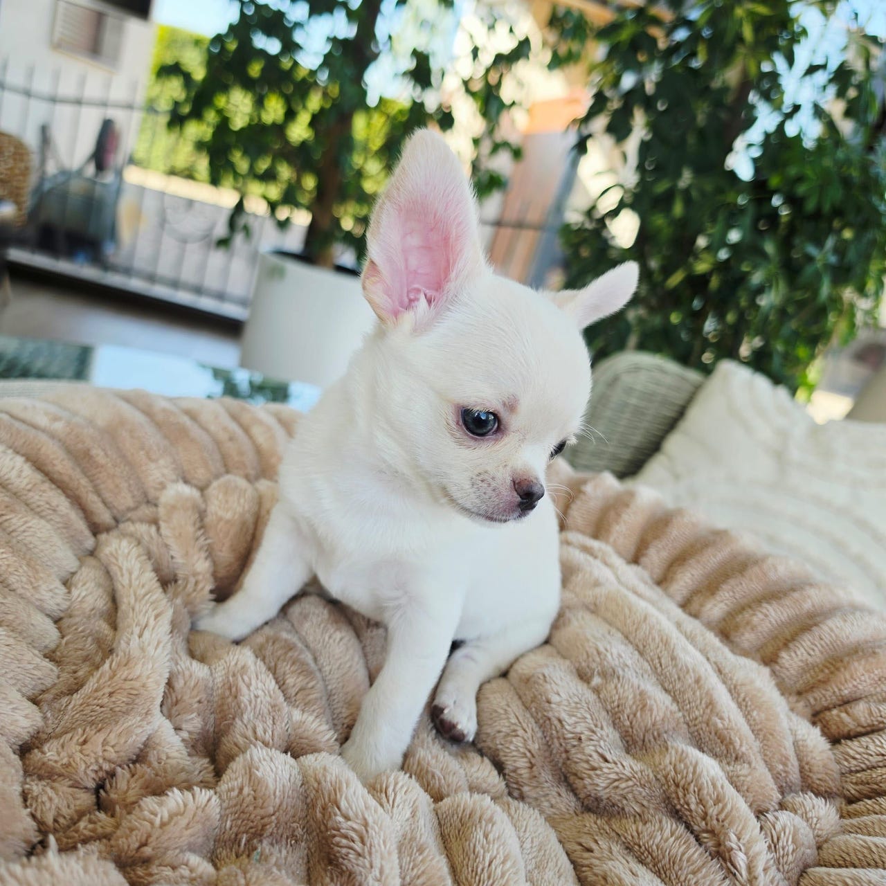 Chihuahua korthåret