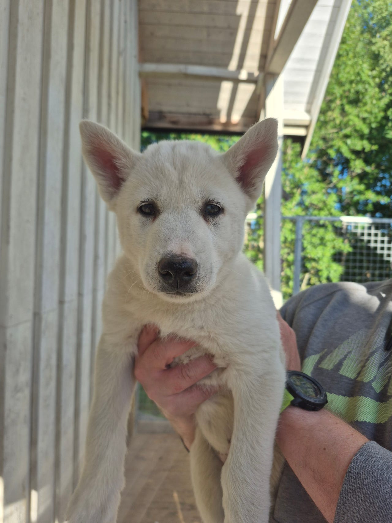 Siberian husky