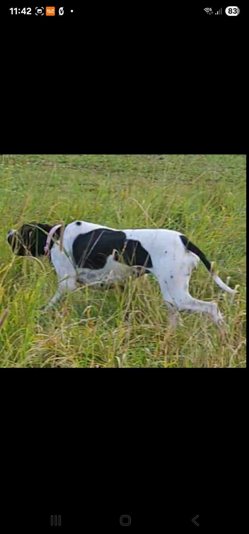 Pointer