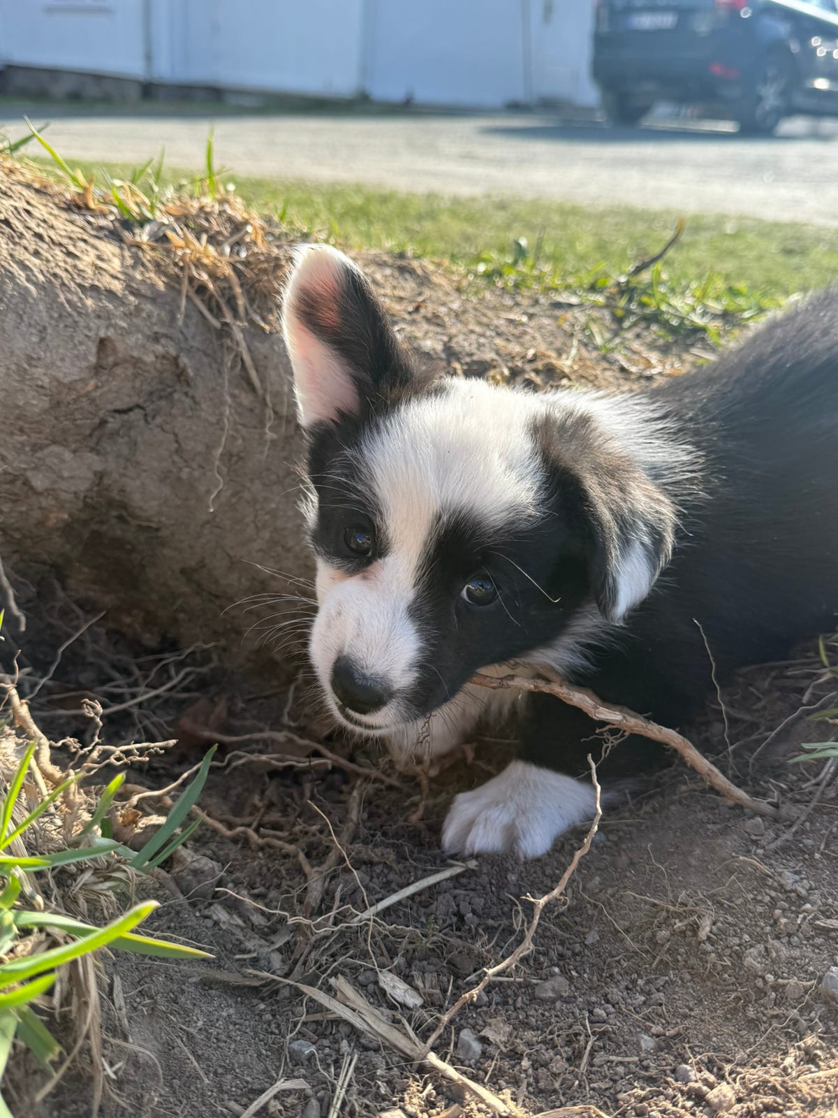 Welsh corgi cardigan