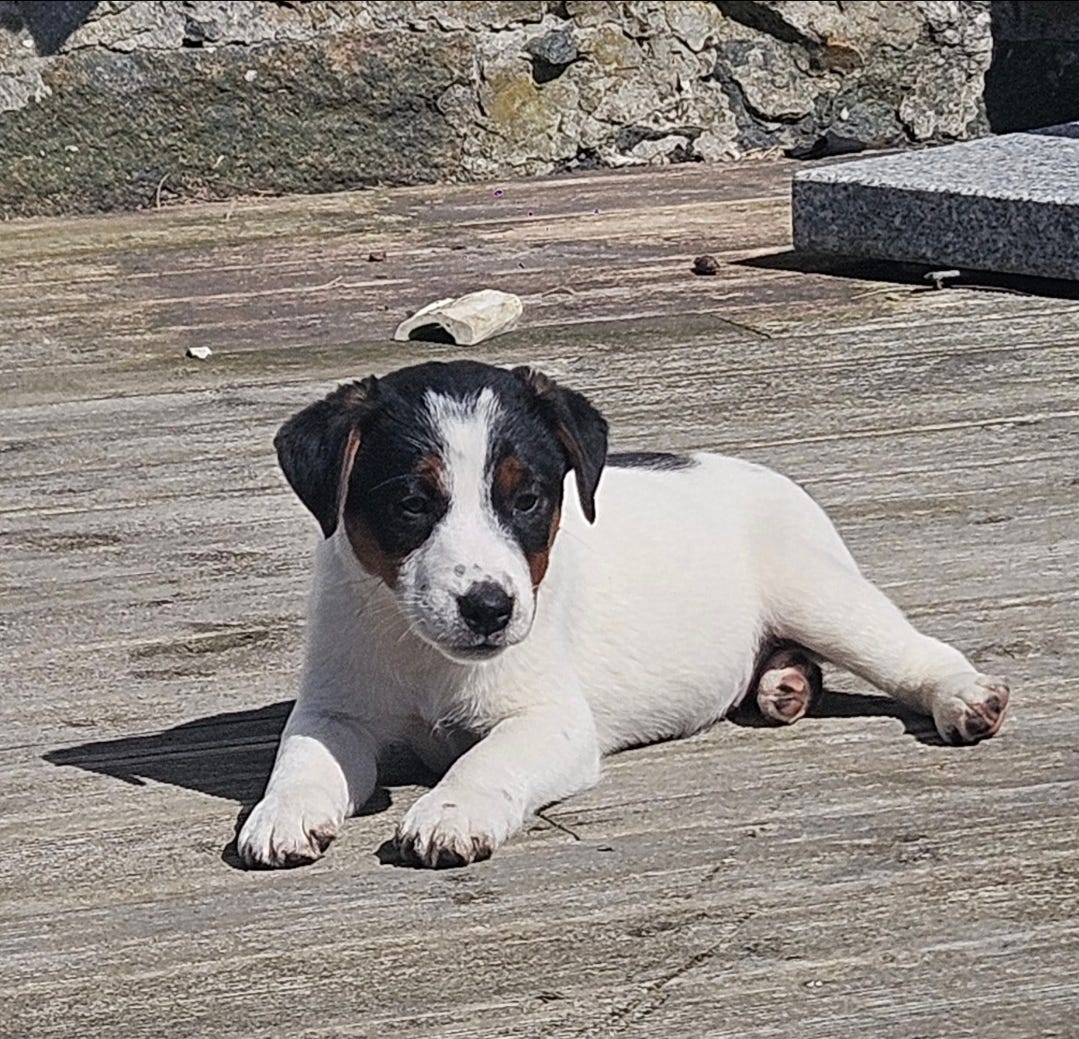 Jack russell terrier