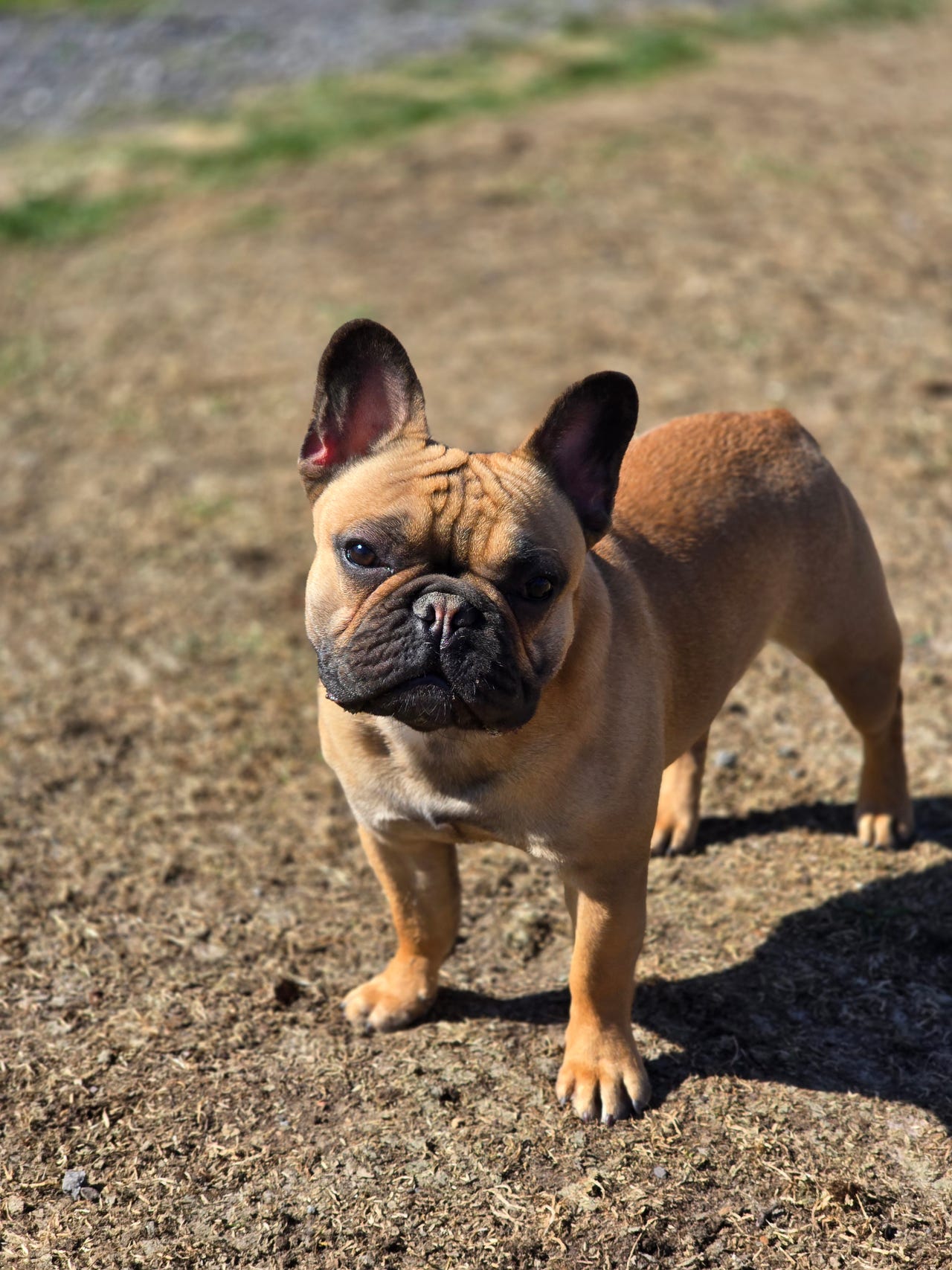 Fransk bulldog