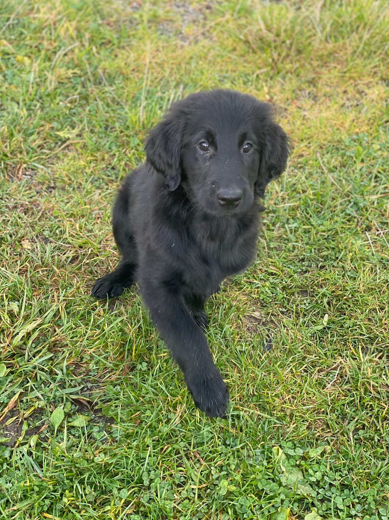 Flat coated retriever
