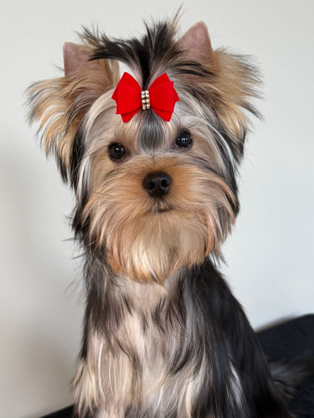 Yorkshire terrier
