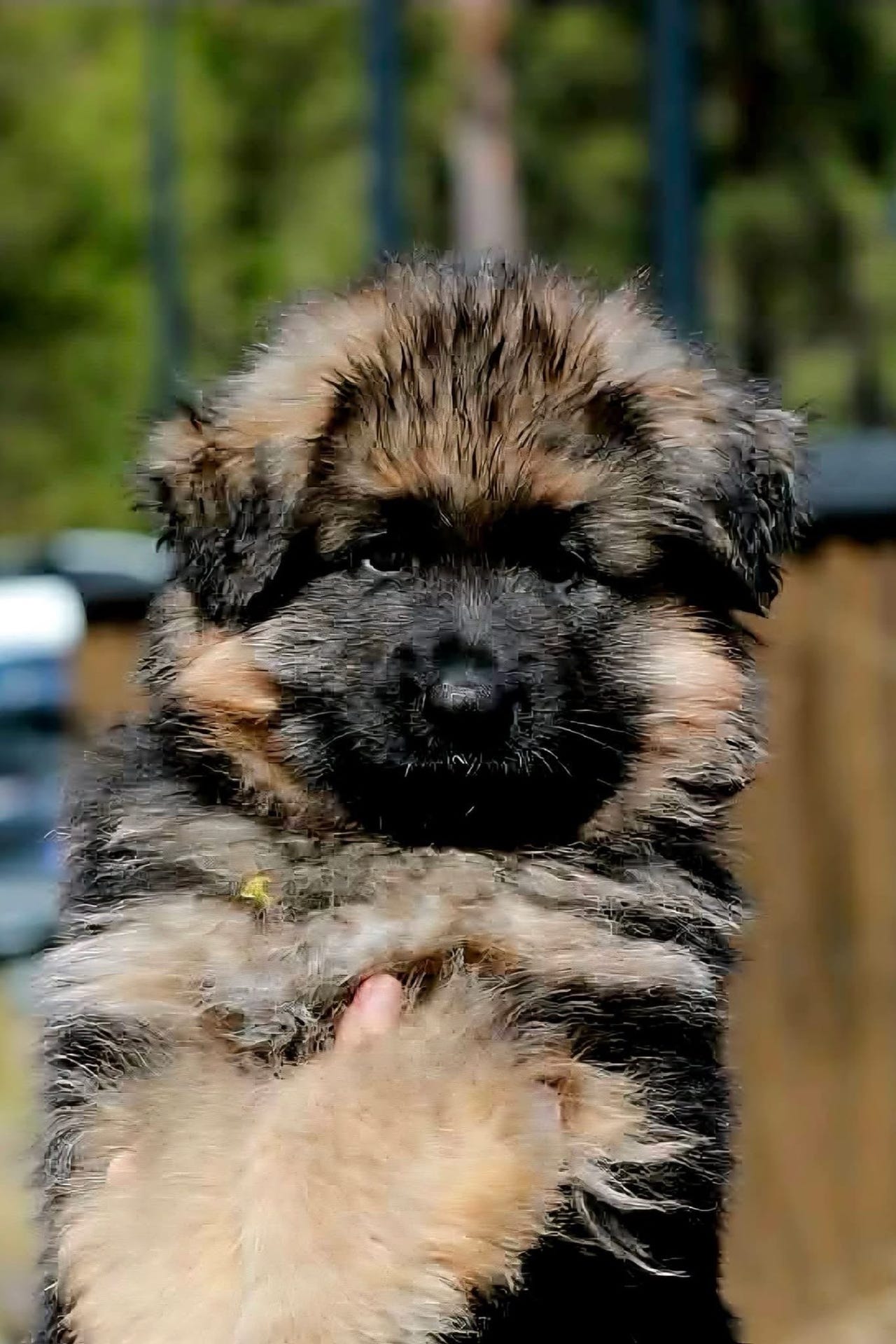 Schäferhund langhår