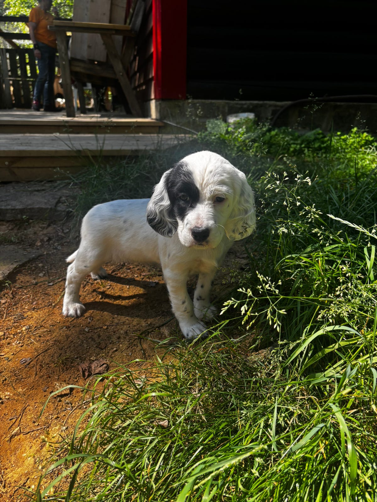 Engelsk setter