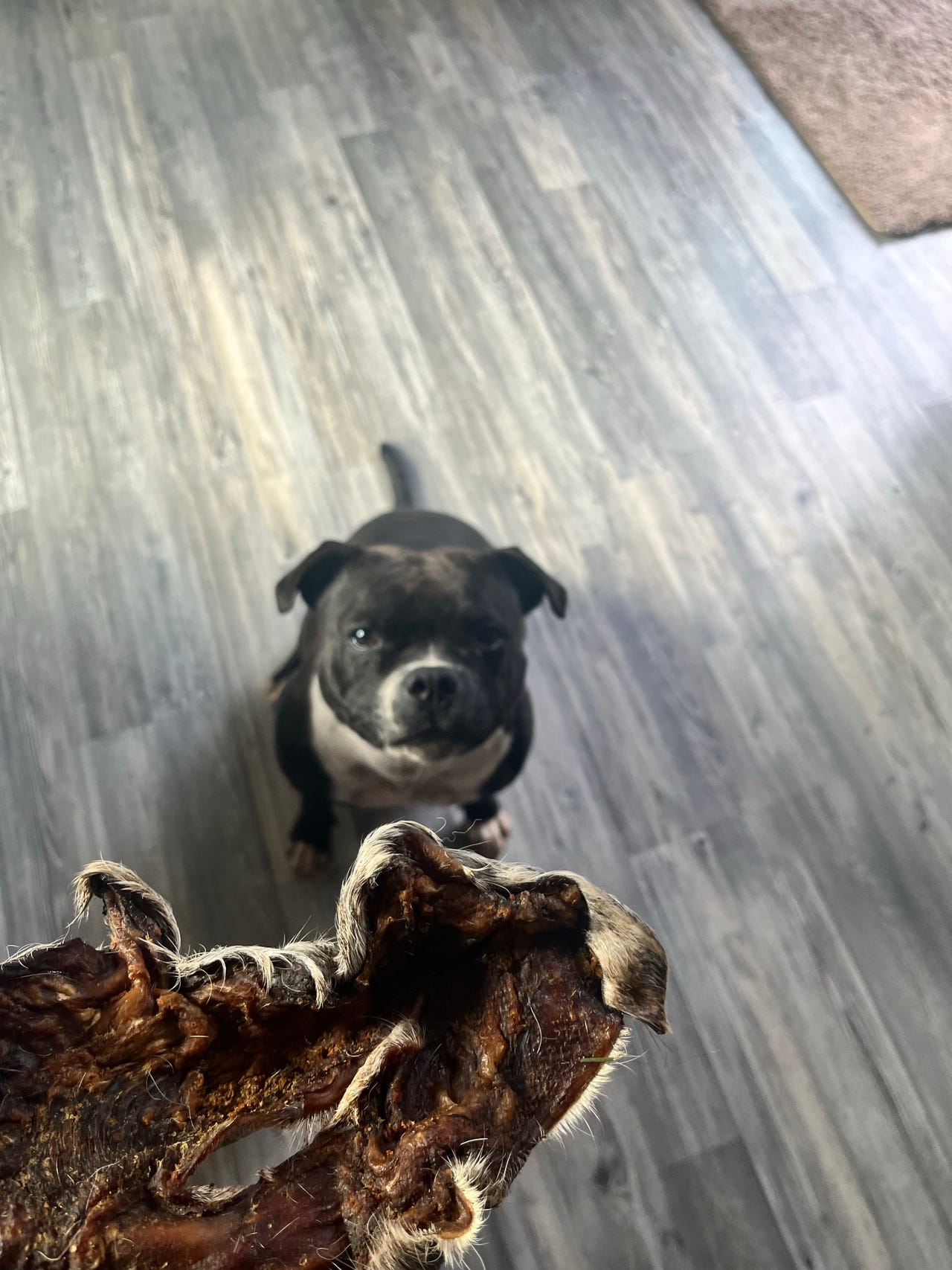 Staffordshire bull terrier