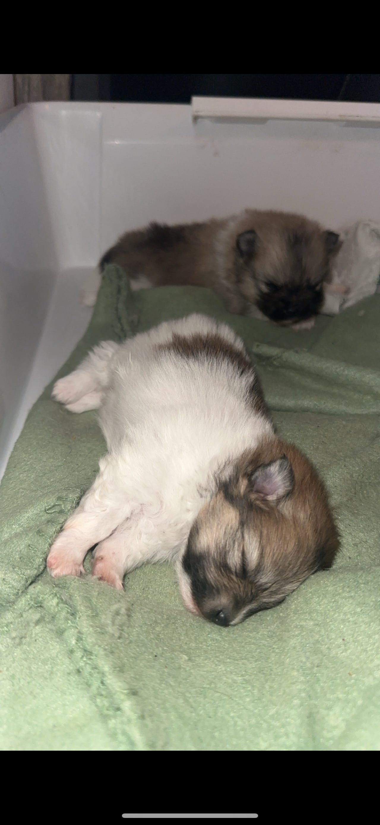 Pomeranian