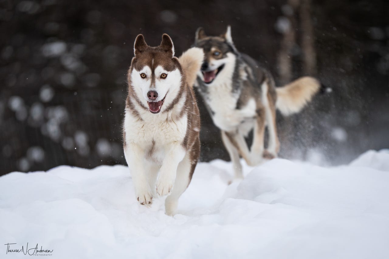 Siberian husky