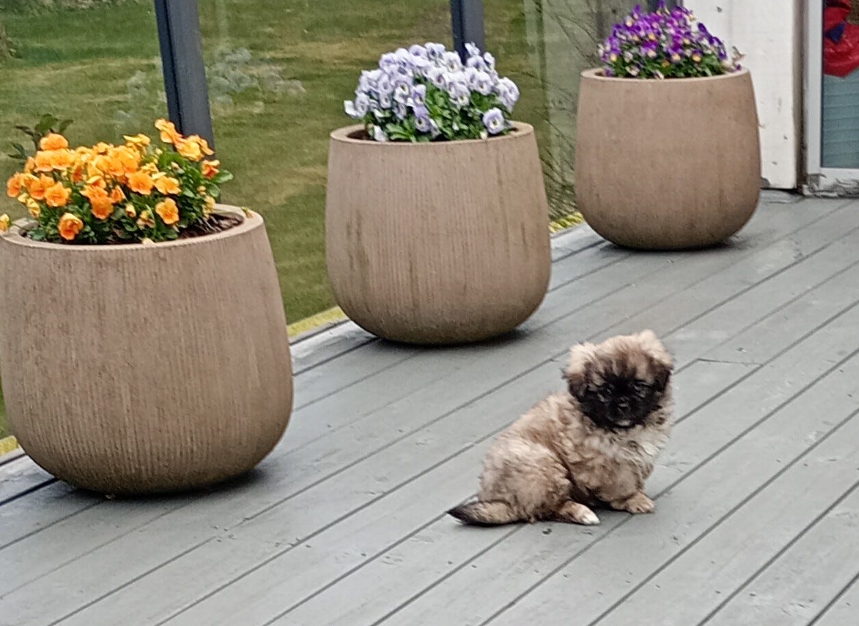 Tibetansk spaniel