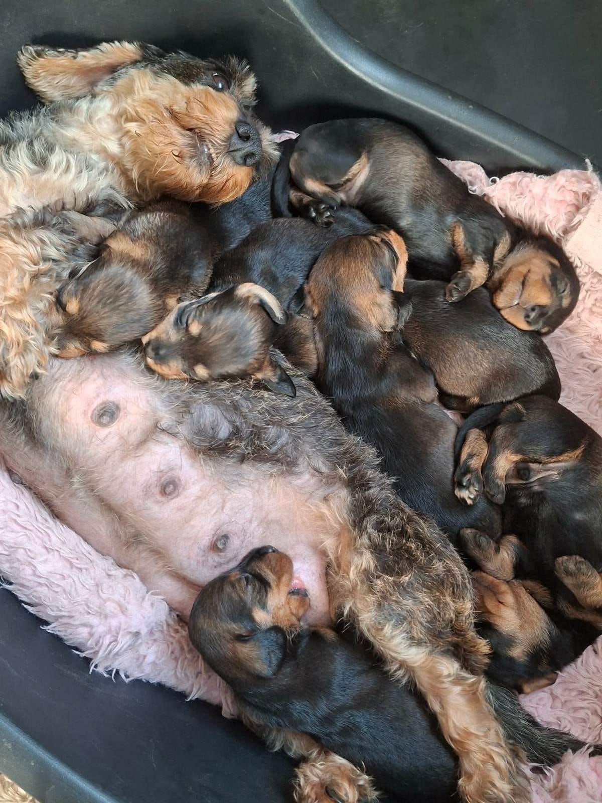 Dachshund strihåret