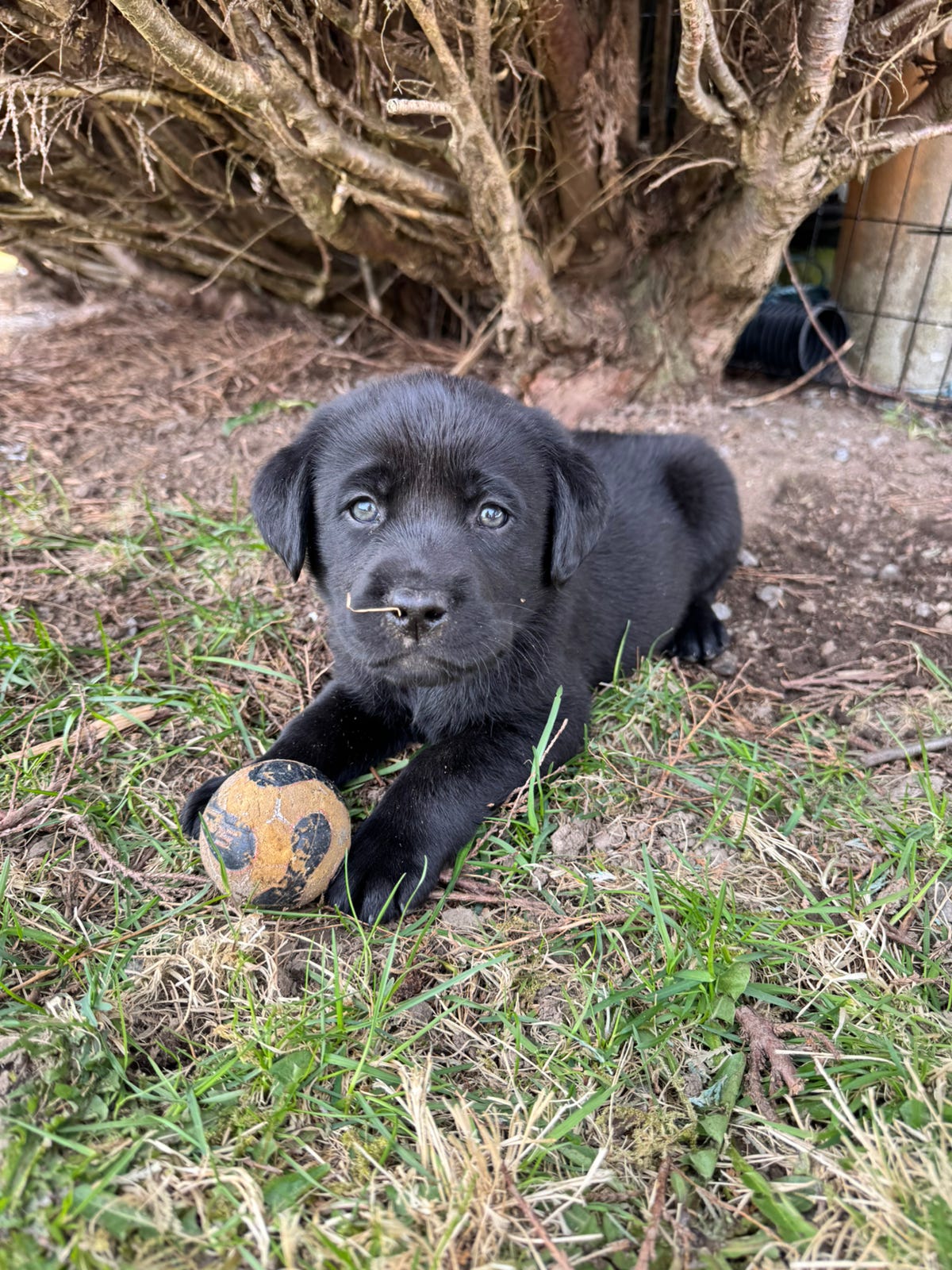 Labrador retriever
