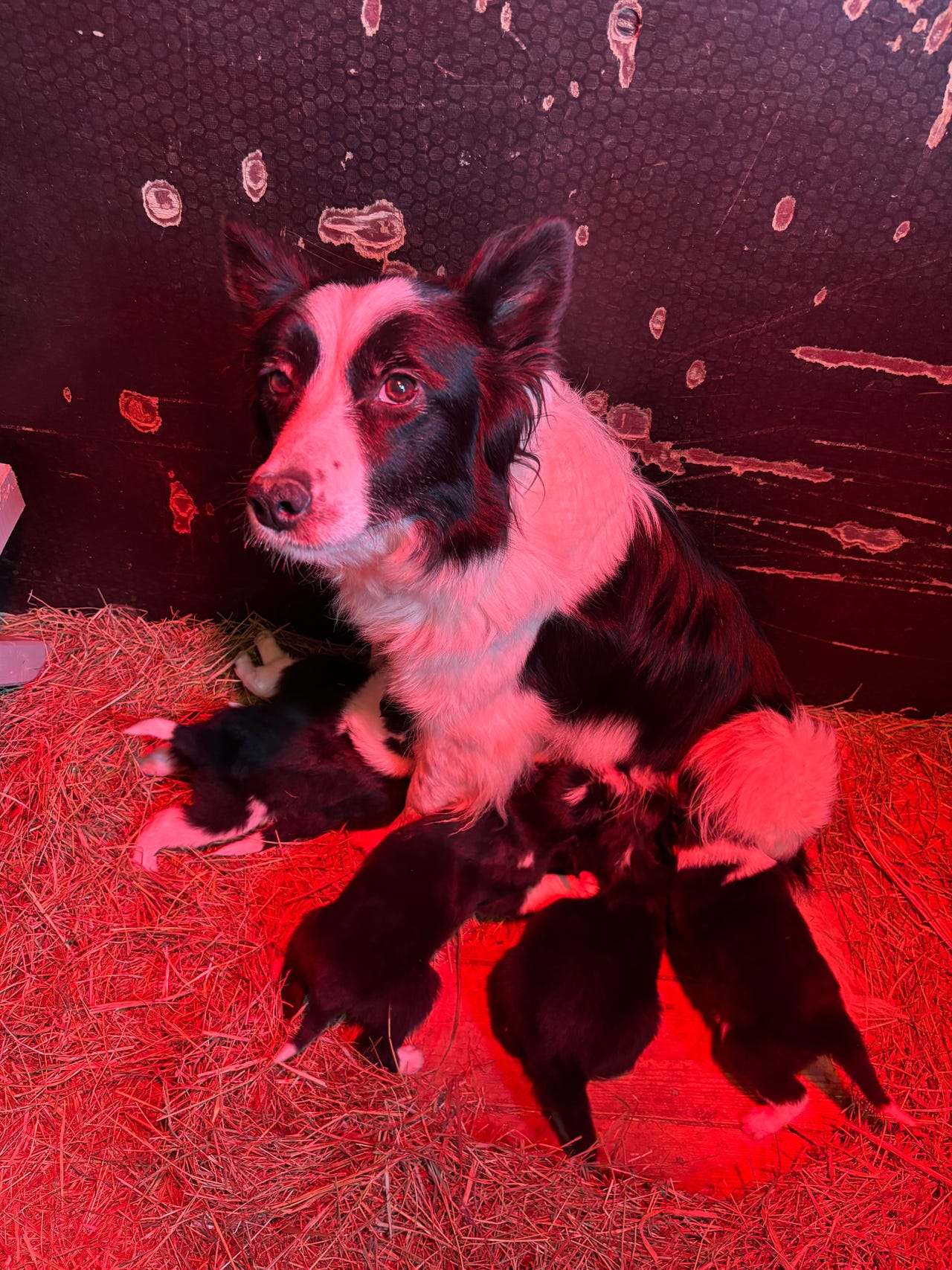 Border collie