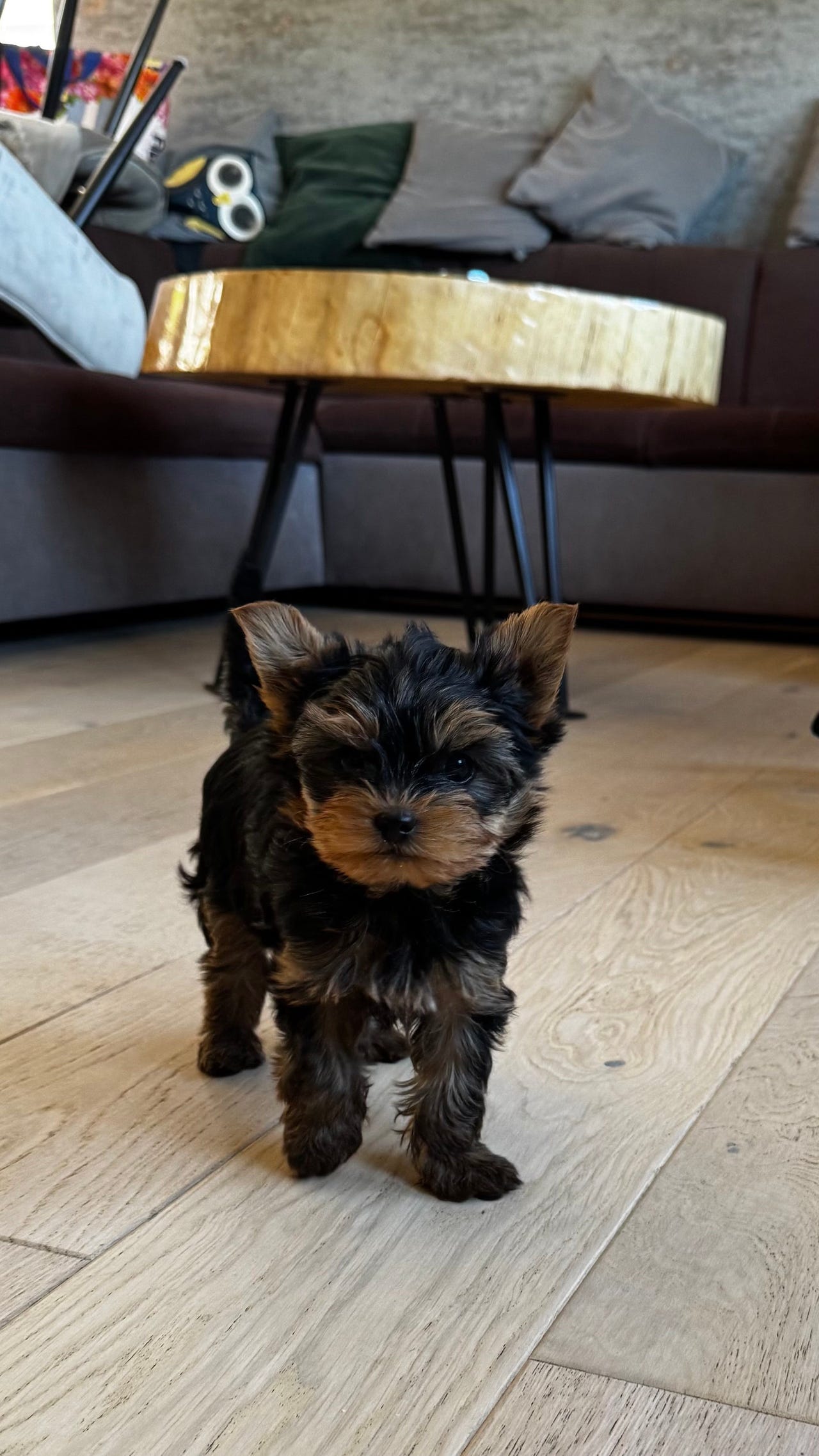 Yorkshire terrier