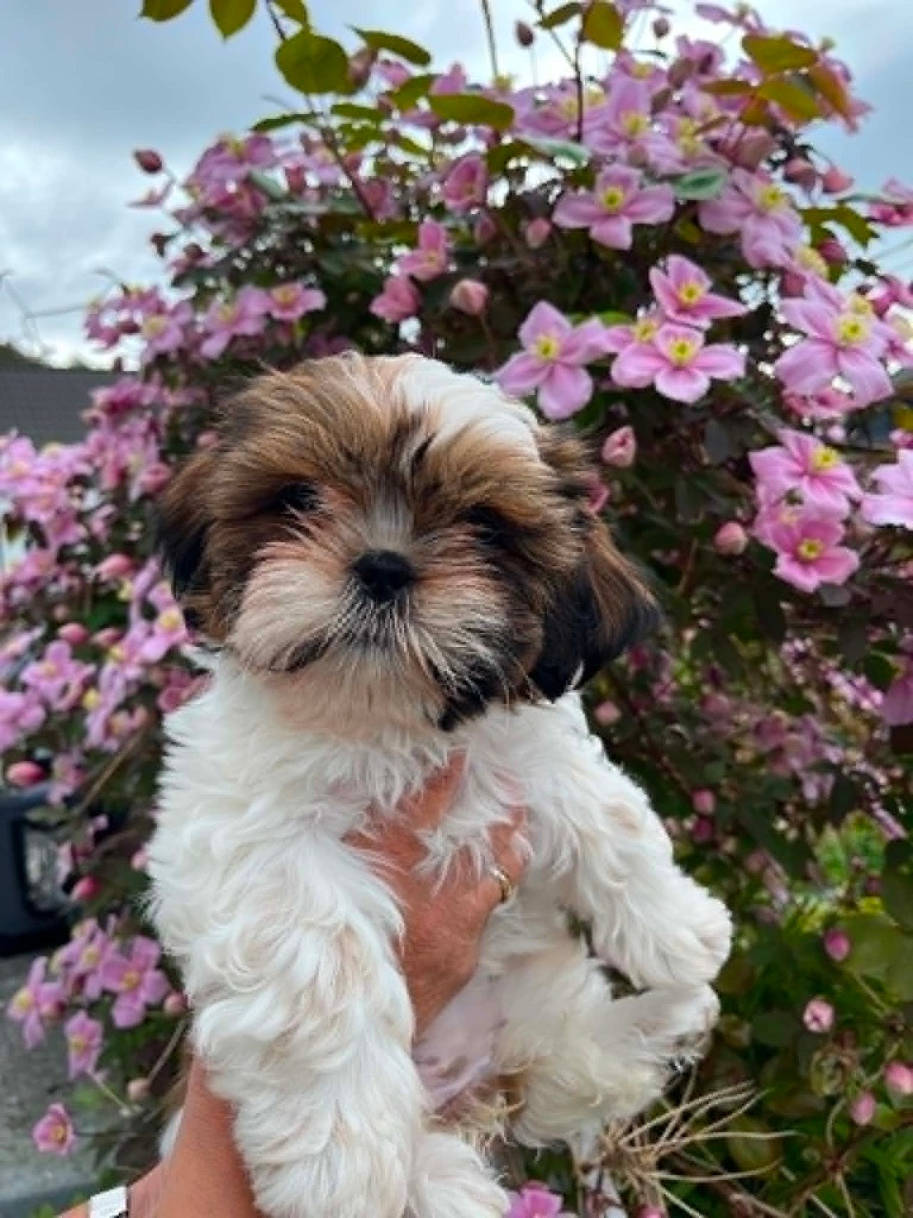 Shih tzu