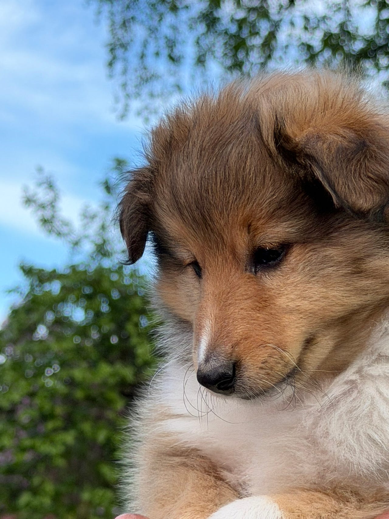 Shetland sheepdog
