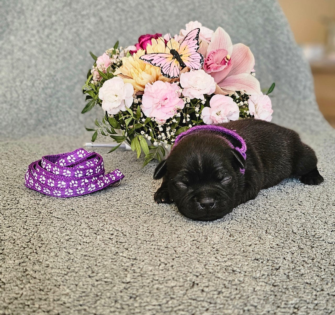 Staffordshire bull terrier