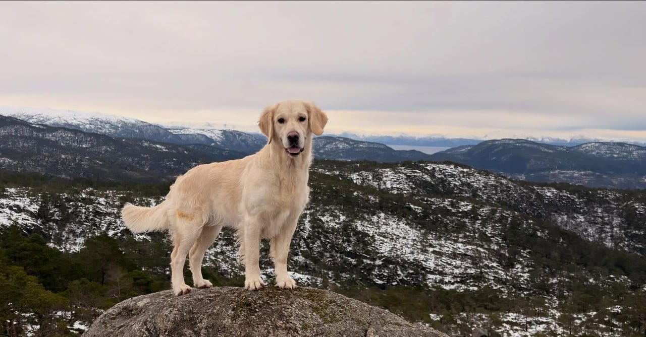 Golden retriever