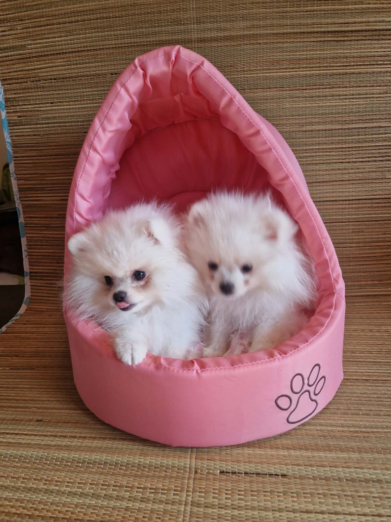 Pomeranian