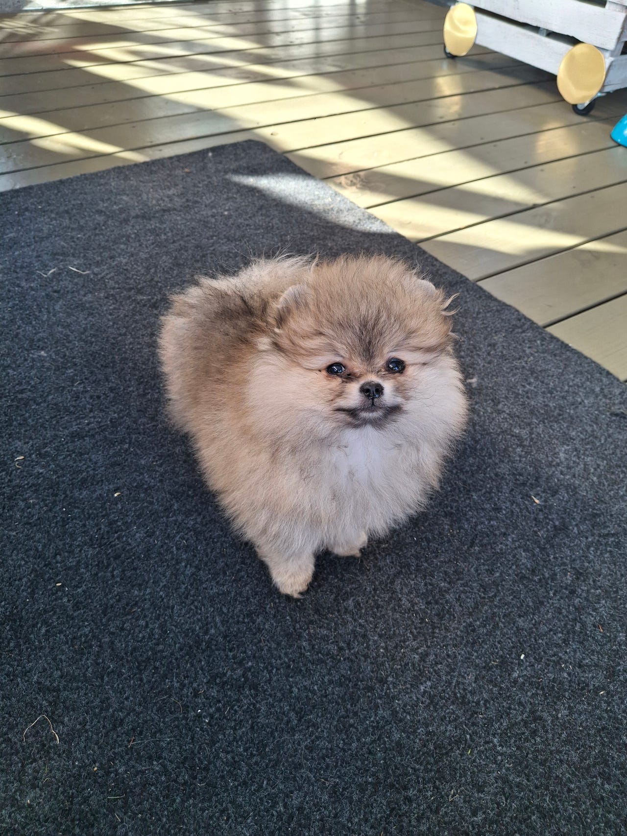 Pomeranian