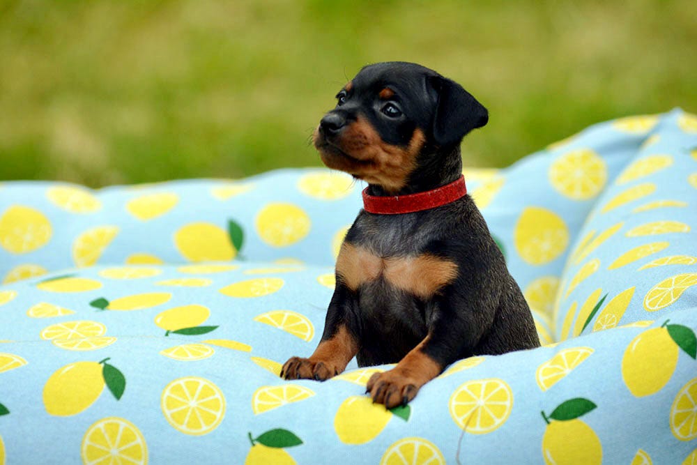 Dvergpinscher