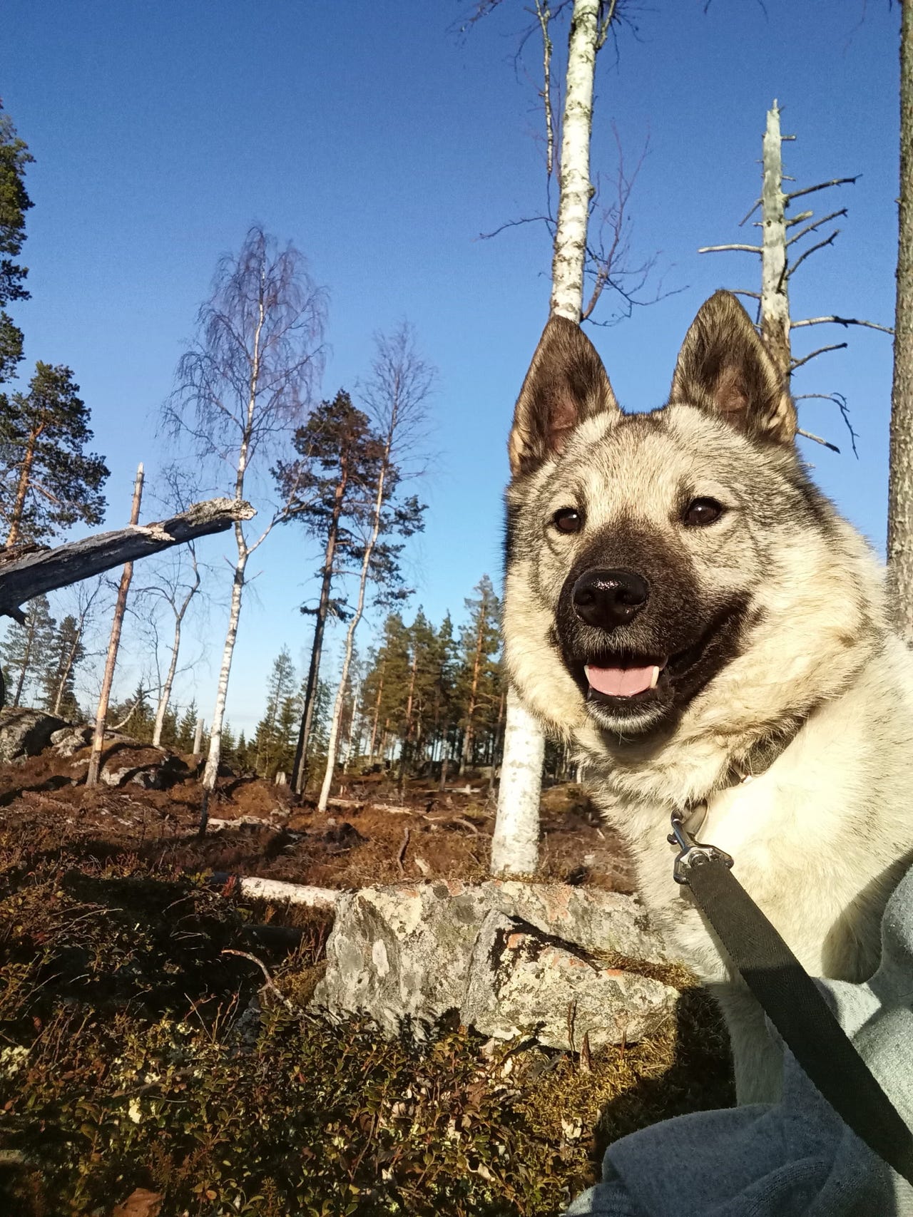 Norsk elghund grå