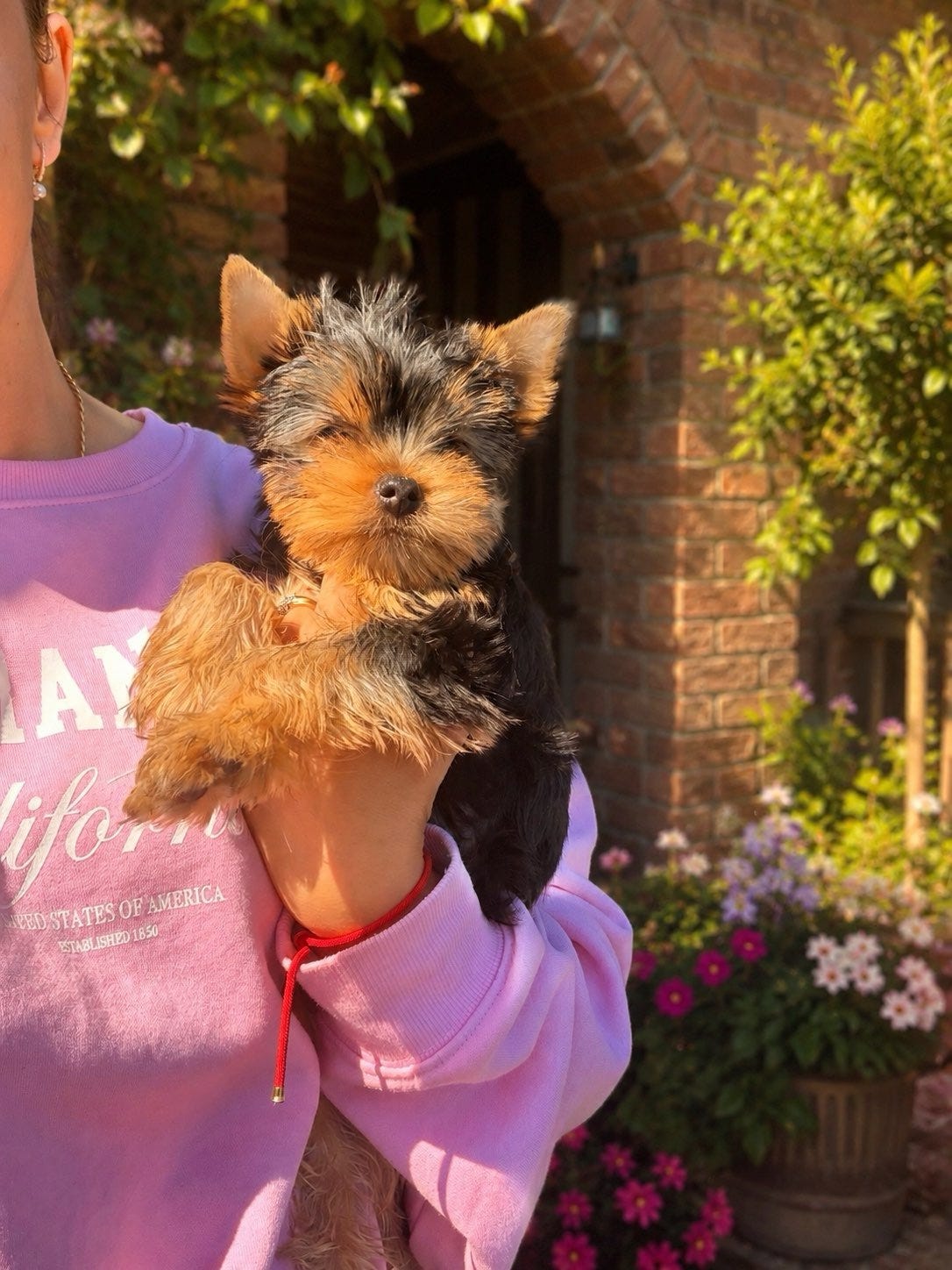 Yorkshire terrier