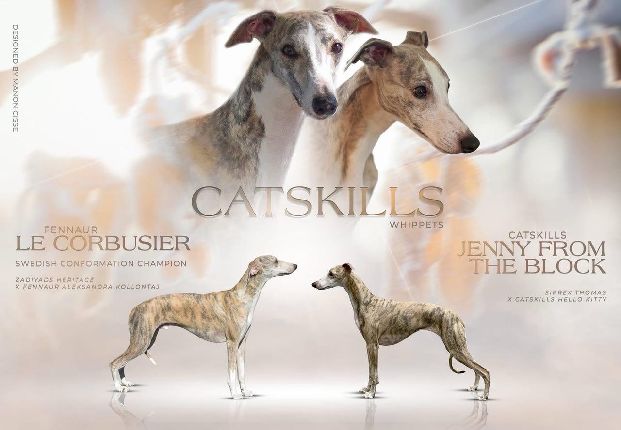 Whippet