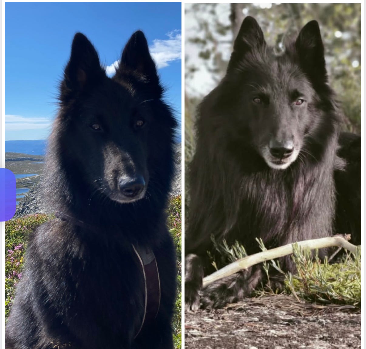 Belgisk fårehund, groenendael