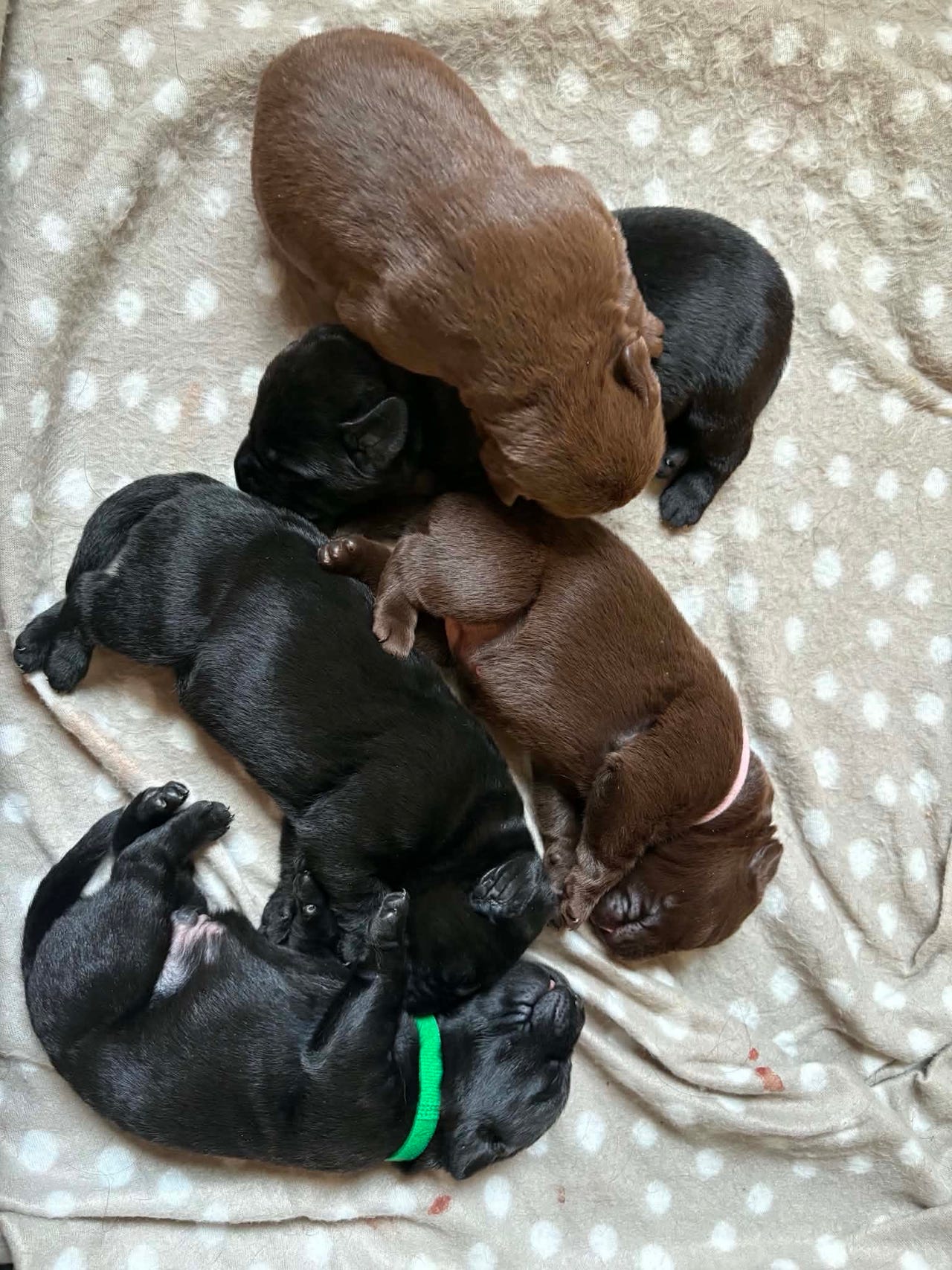 Labrador retriever