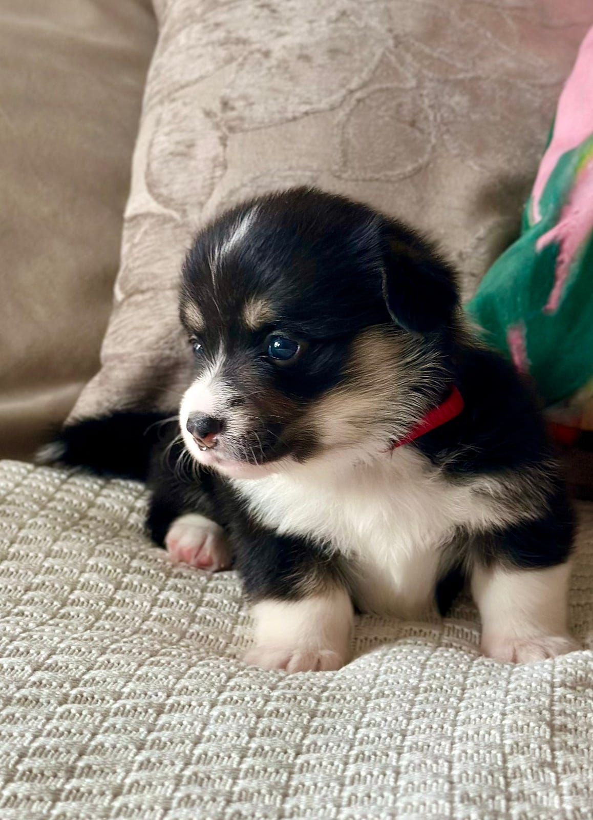 Welsh corgi pembroke