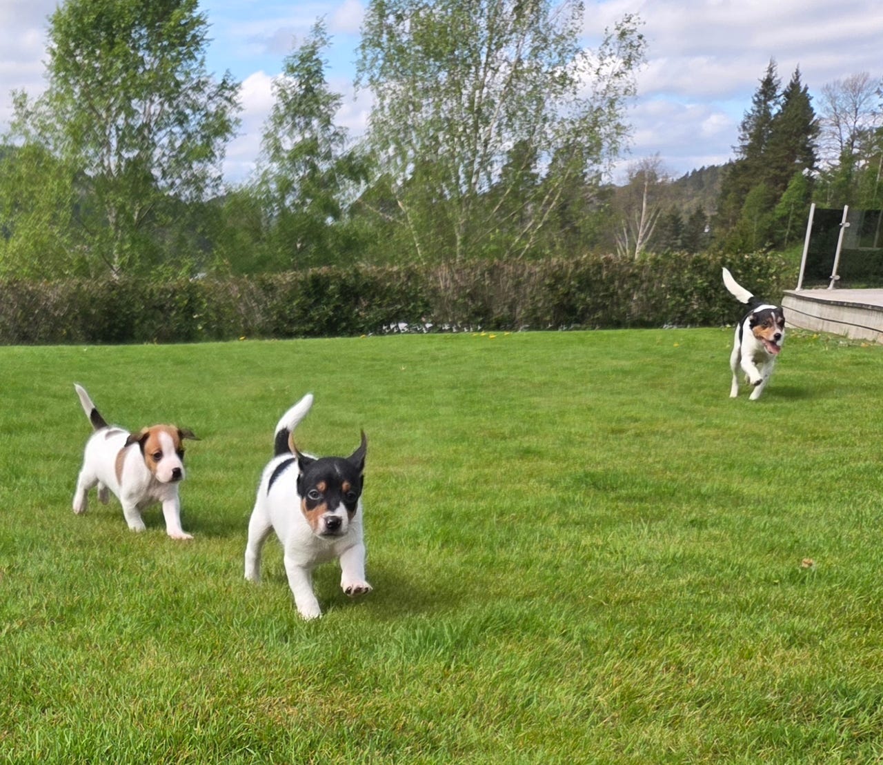 Dansk-svensk gårdshund