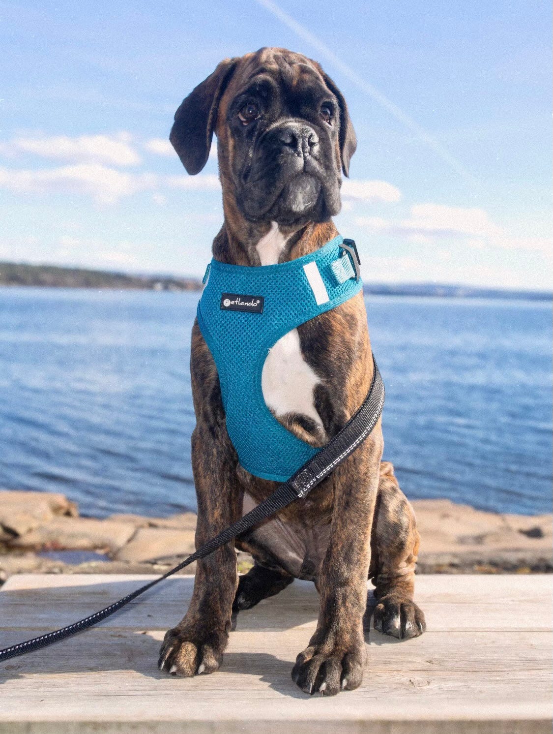 Boxer