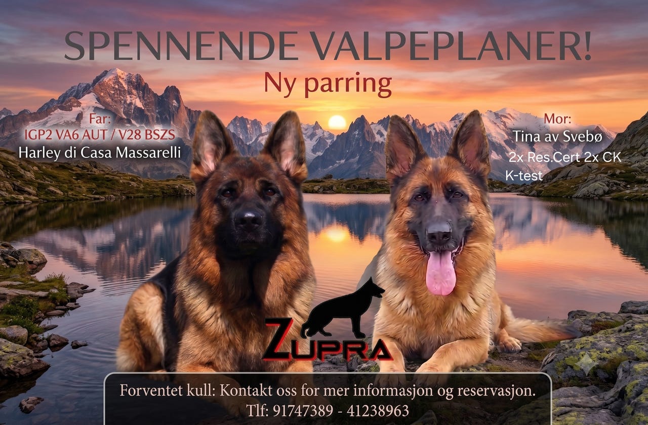 Schäferhund normalhår
