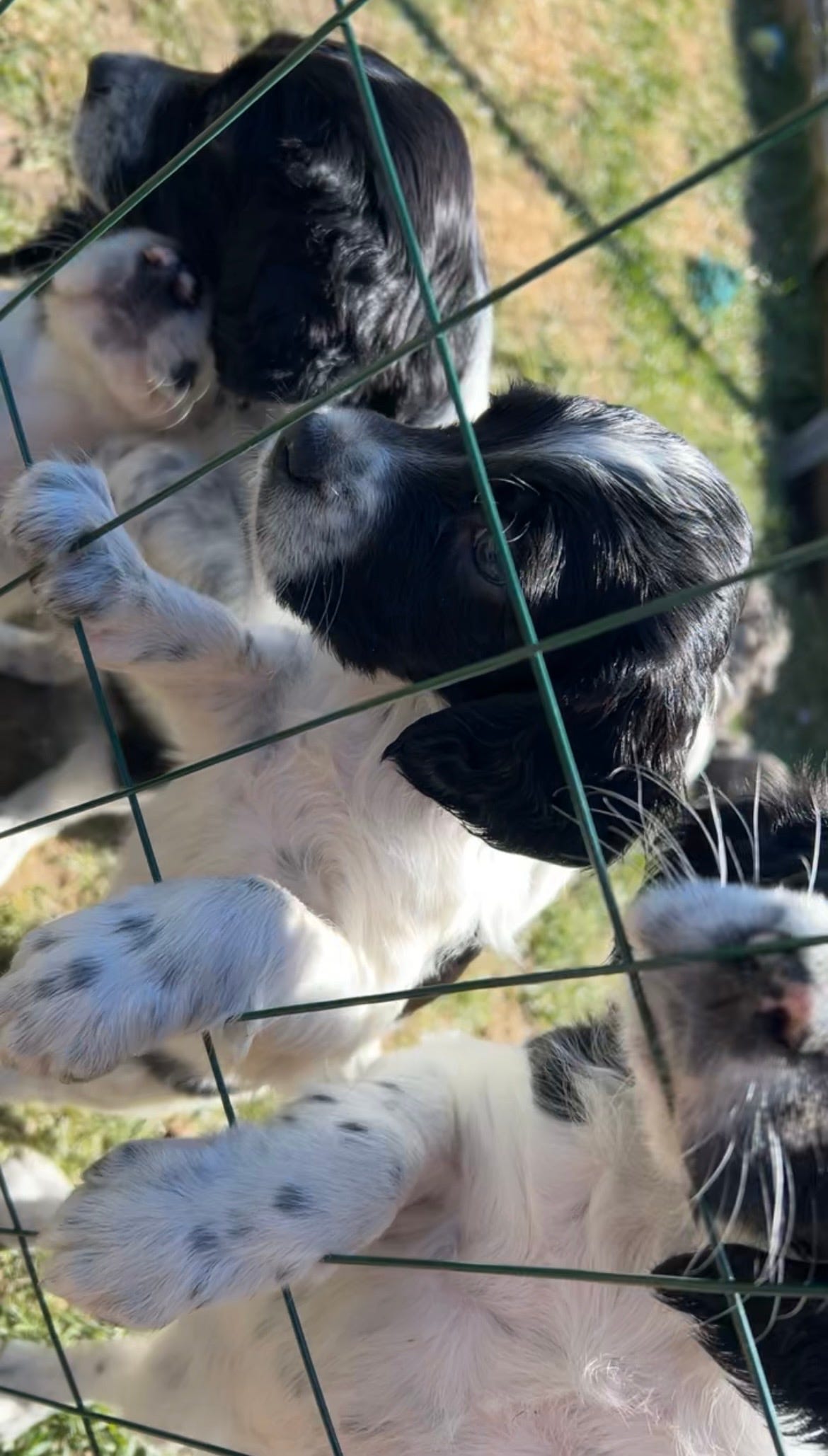 Engelsk setter