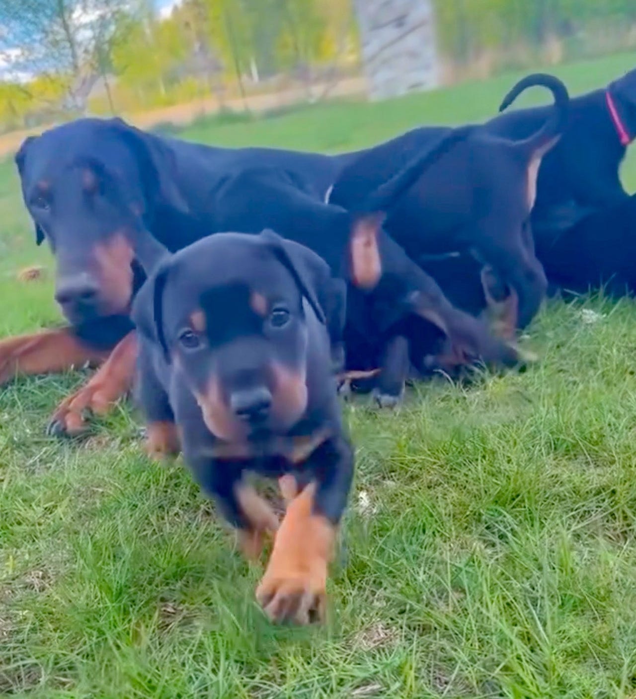 Dobermann