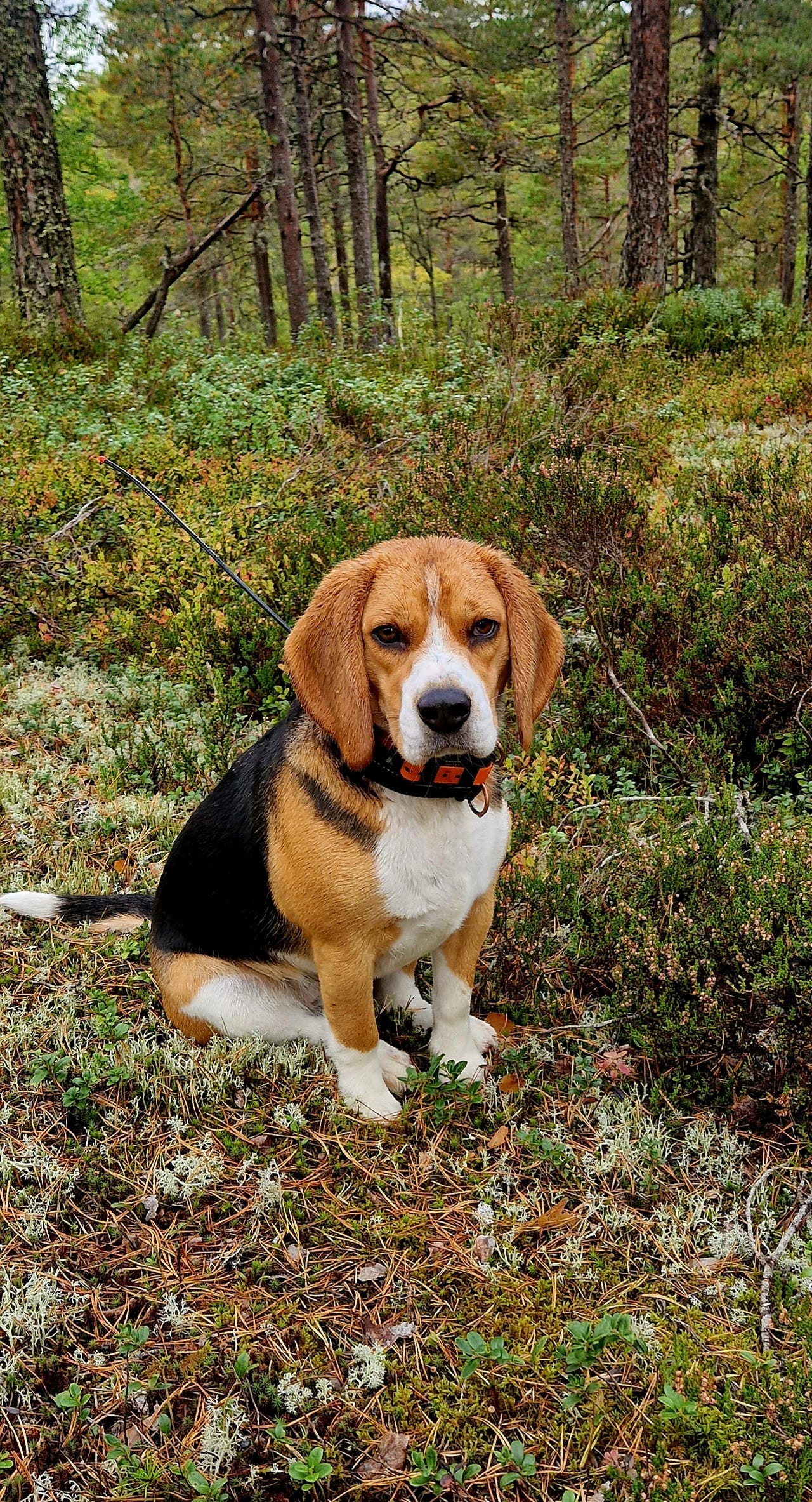 Beagle