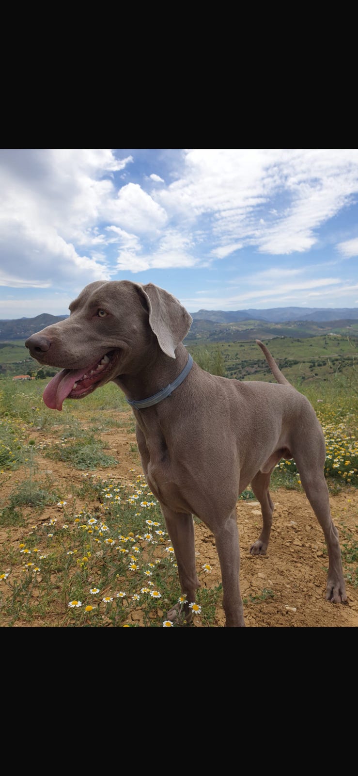Weimaraner langhåret