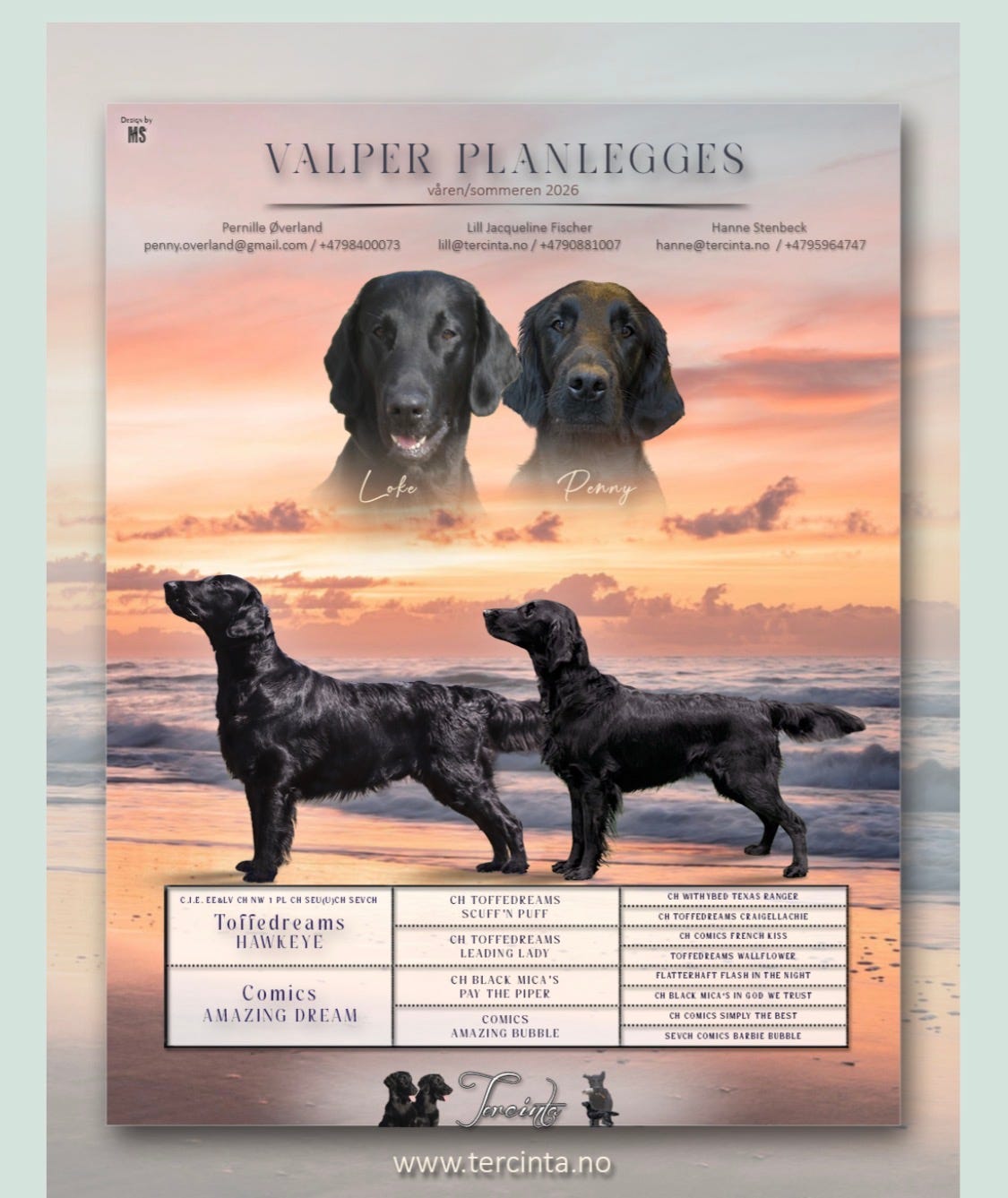 Flat coated retriever