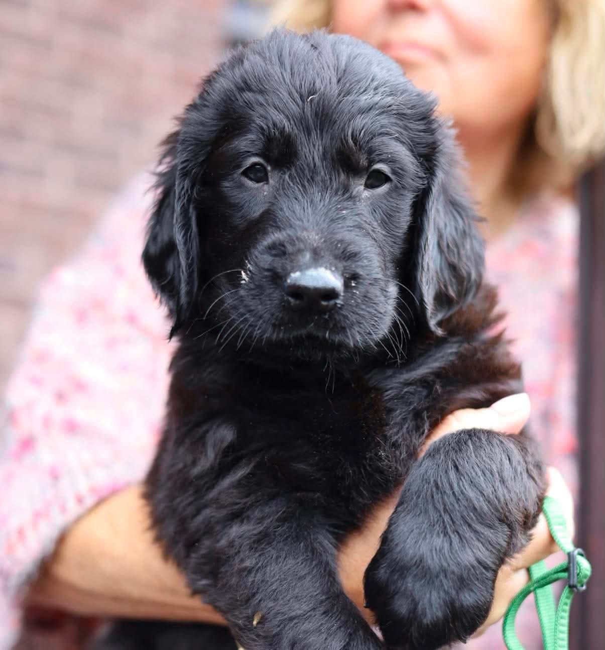 Flat coated retriever