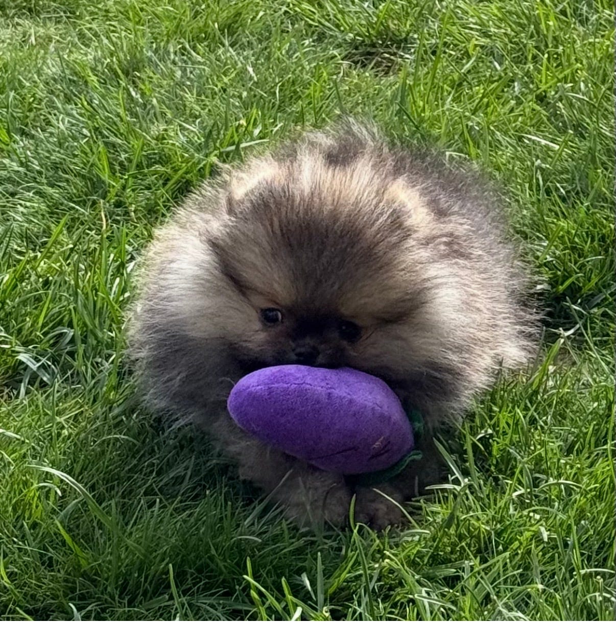 Pomeranian