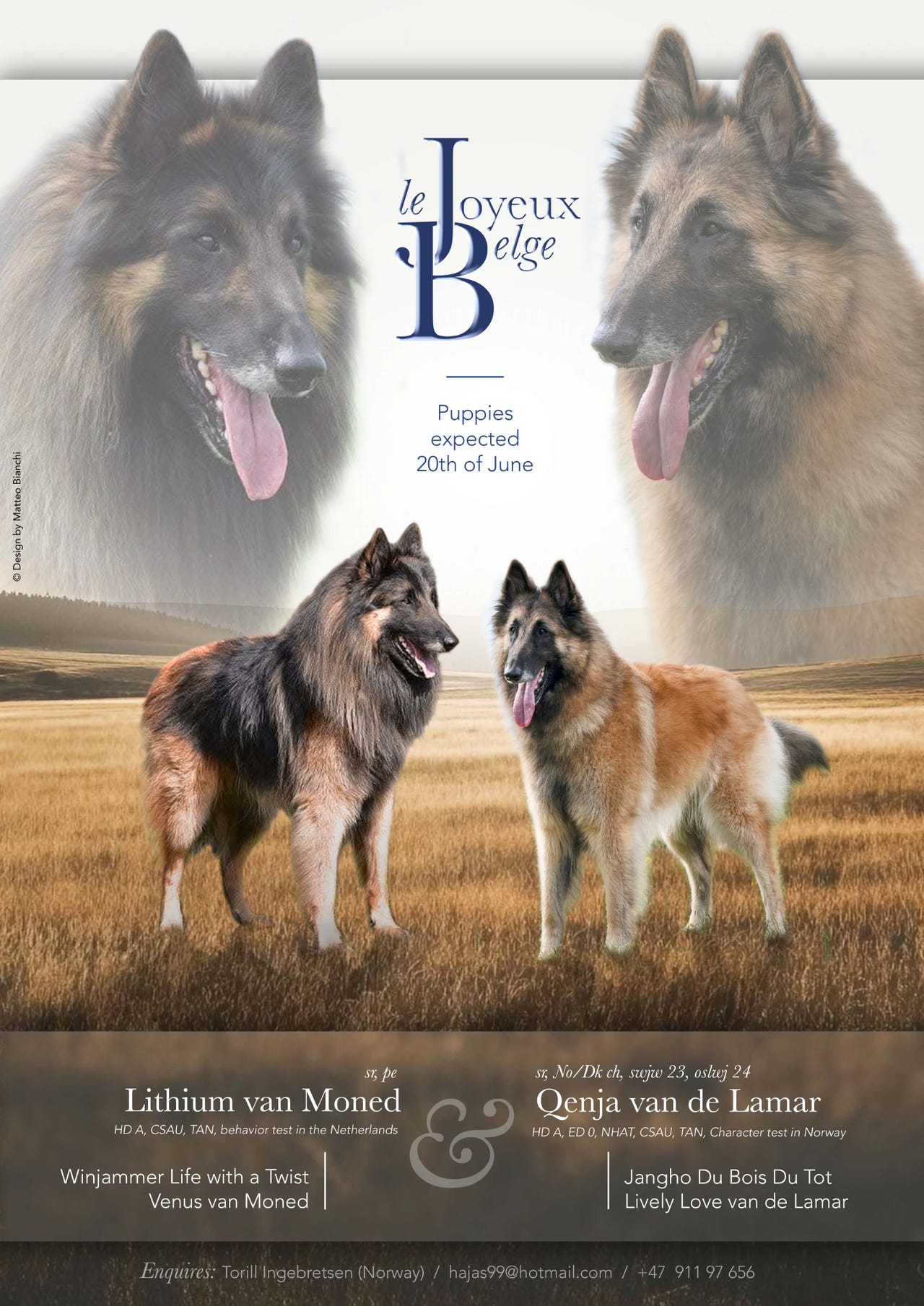 Belgisk fårehund, tervueren