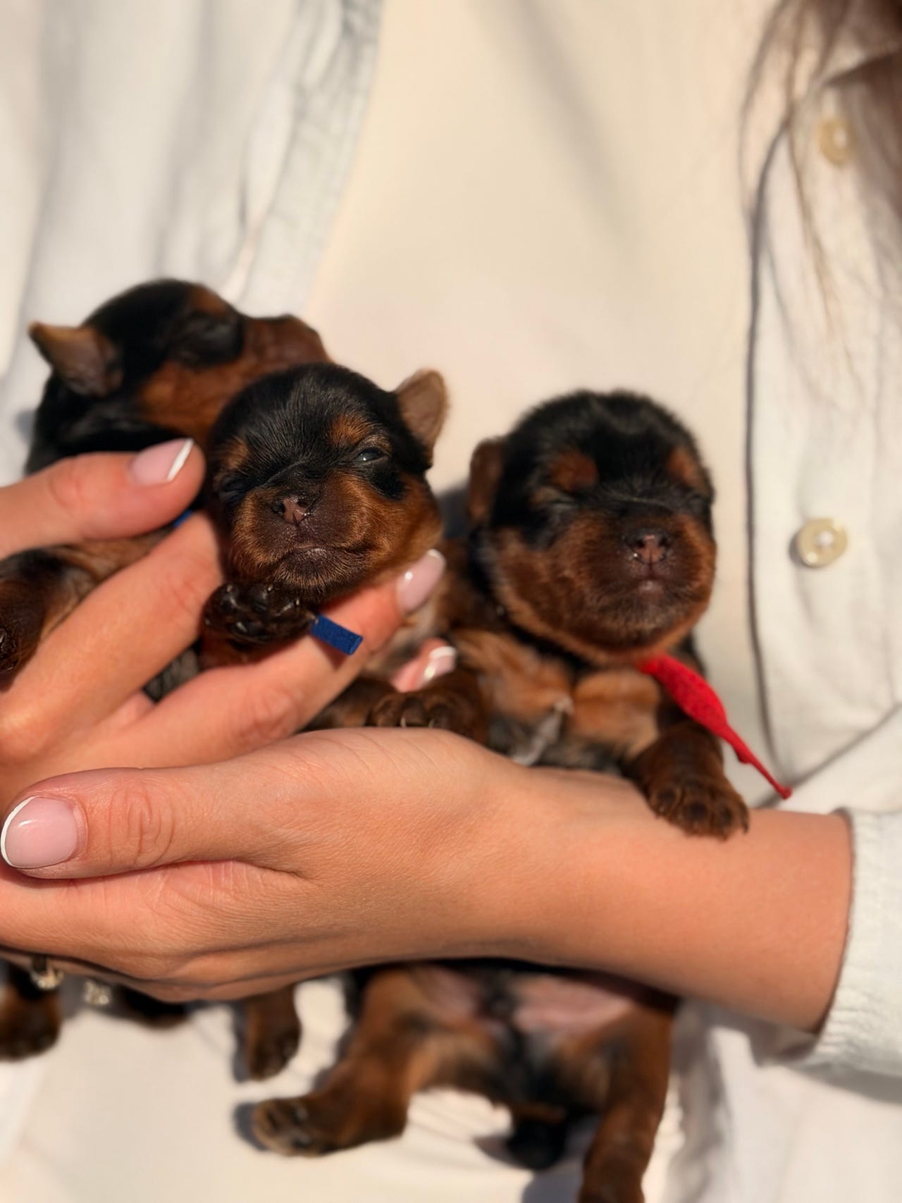 Yorkshire terrier