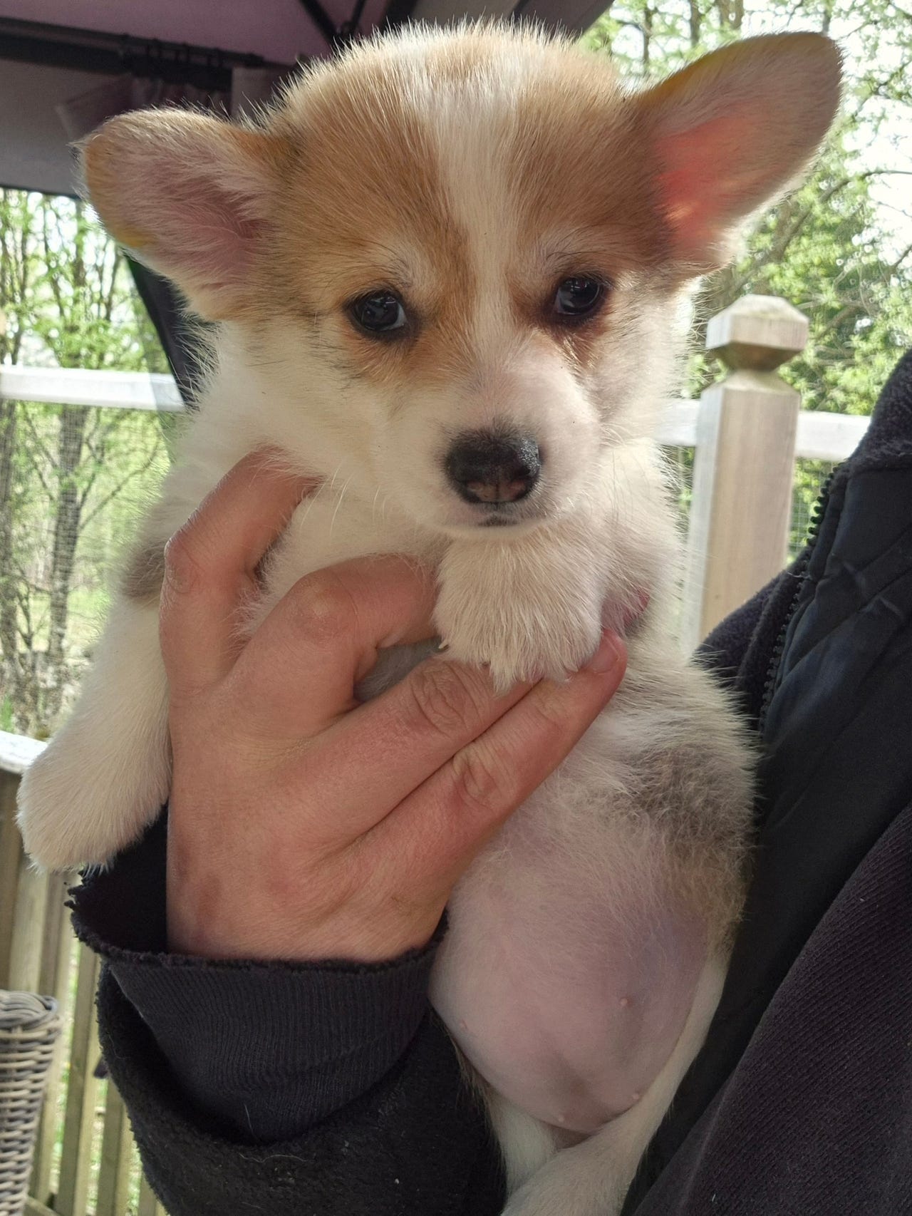 Welsh corgi pembroke